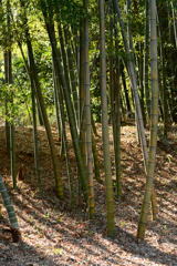 冬の明り-1
