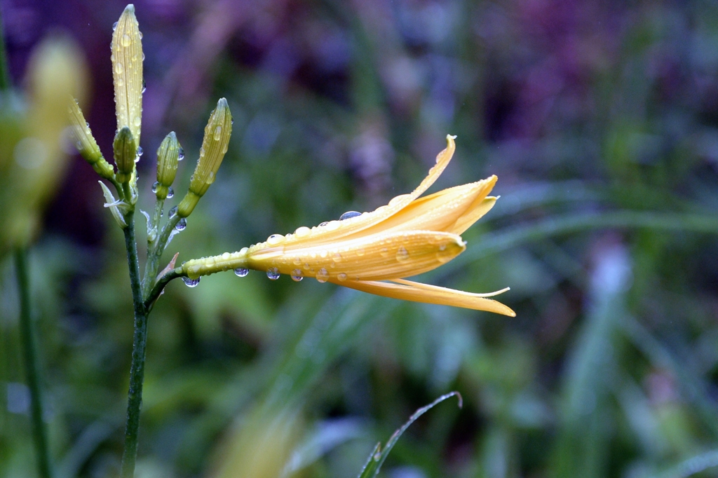 那須　沼ﾂ原湿原で-1