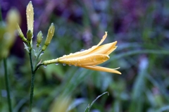 那須　沼ﾂ原湿原で-1