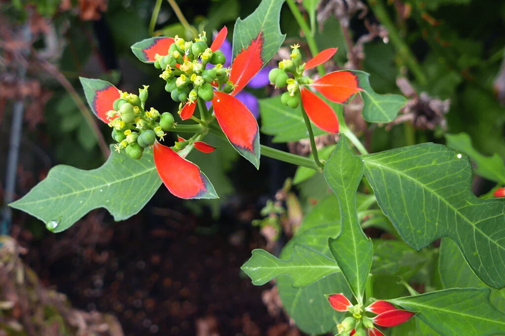  葉の 色変わり ―1