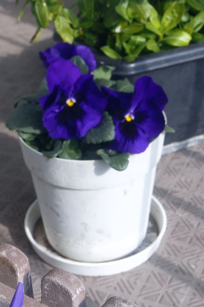 ベランダから ―1