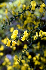 チョウセンゴミシの黄色