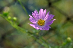 秋の安らぎ－１