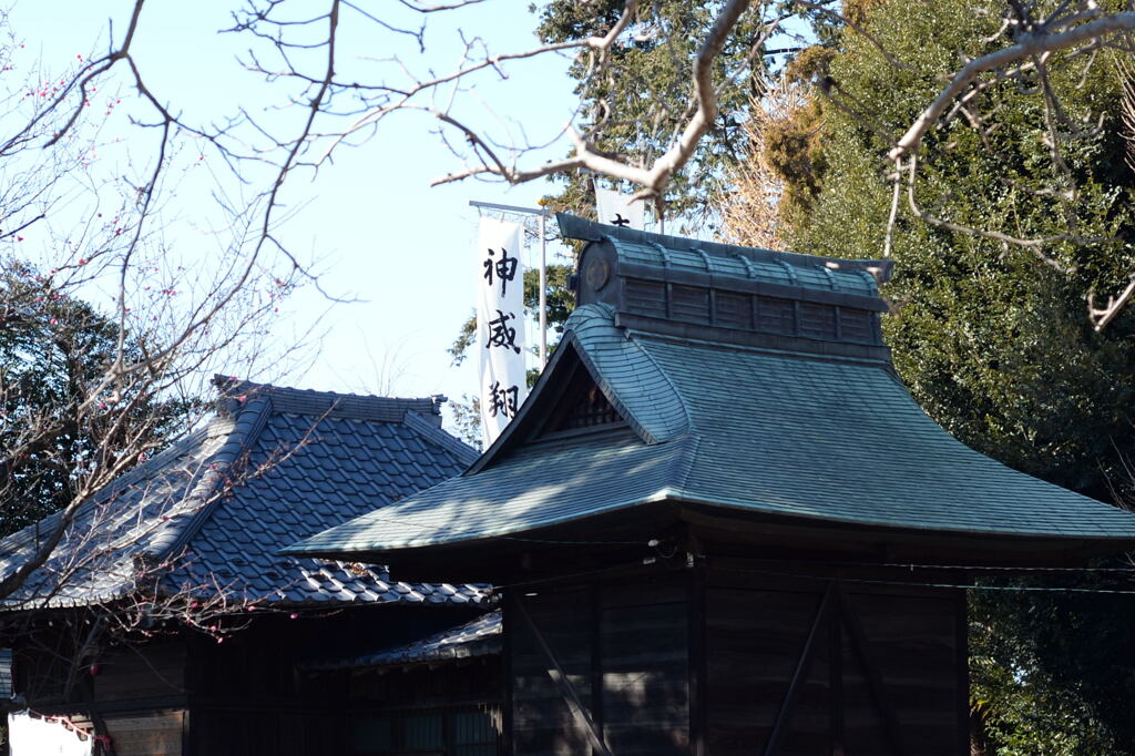 社とクスノキ ー1