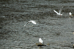  京都 鴨川にて ー2