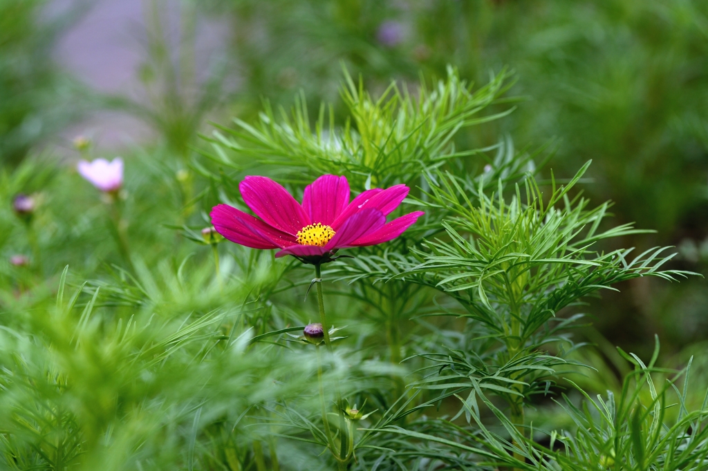 なんとなく秋　　　1