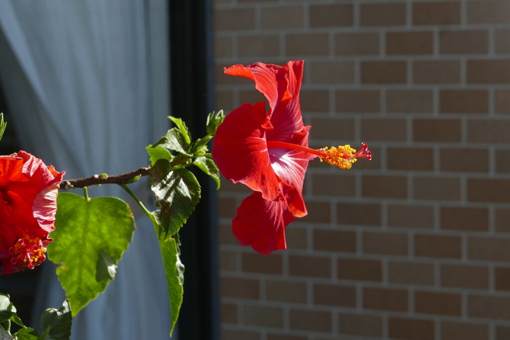  我が家の 花 ―2