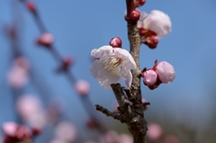 花の移ろいー梅