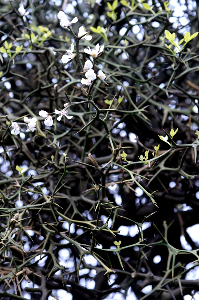 春の花ーカラタチ