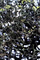 春の花ーカラタチ