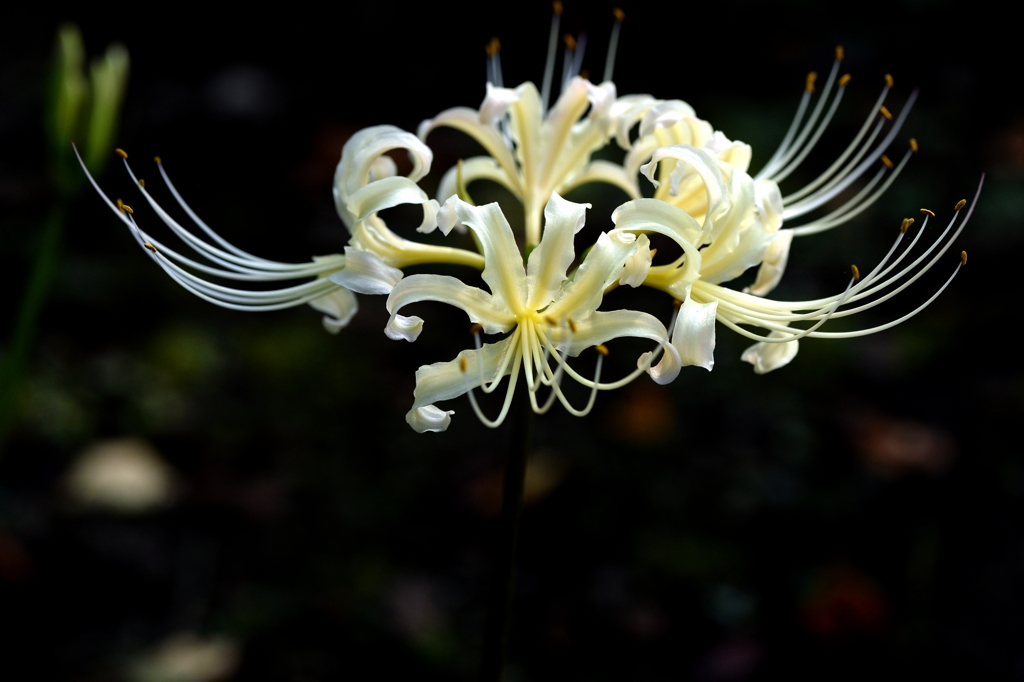 薬用植物園の秋ー3