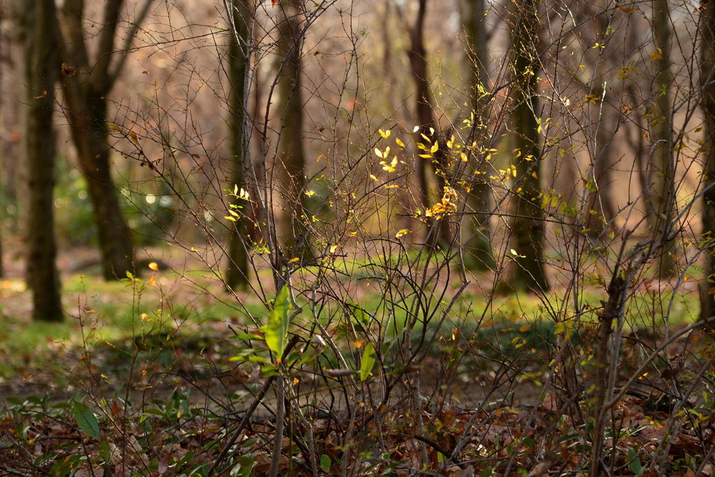 冬の自然公園ー2