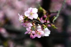 花の移ろい―櫻