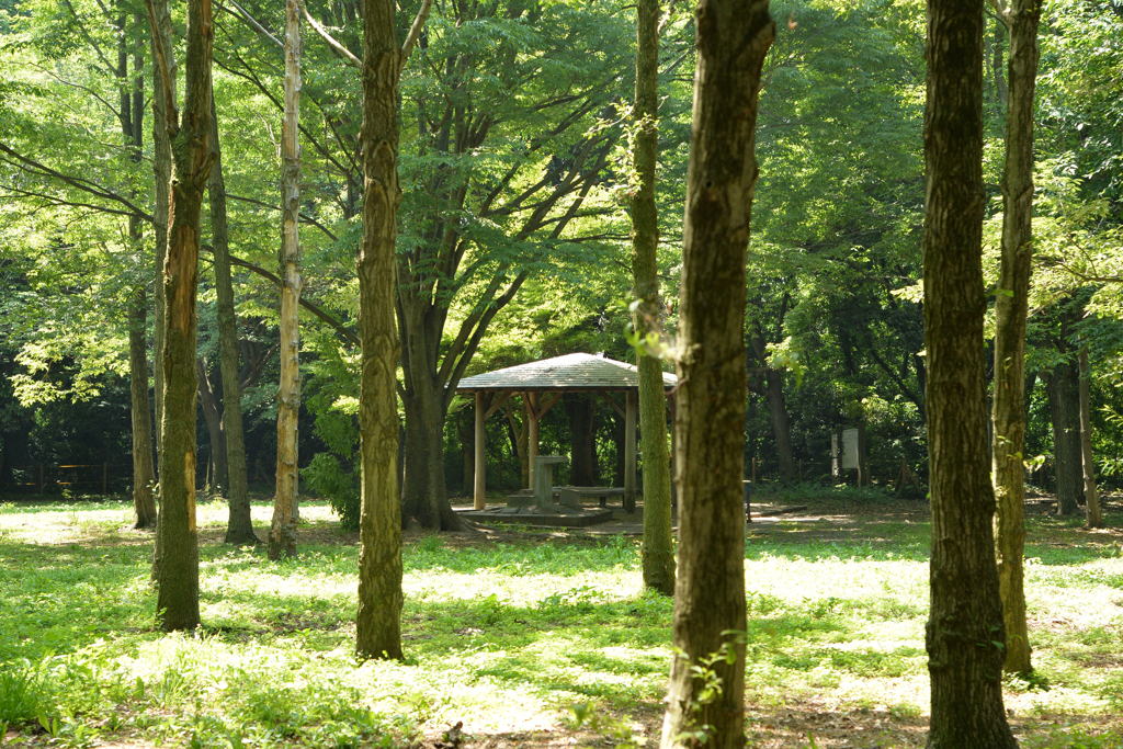 緑の癒し―2