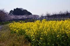 春が来た見沼ー3