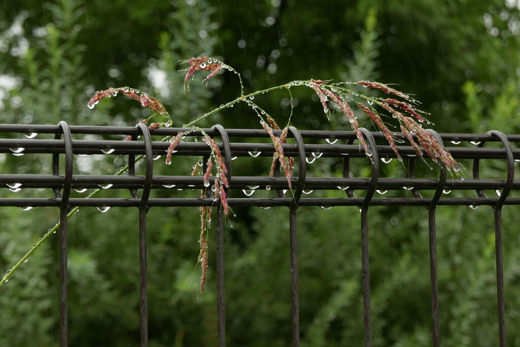 雨の日は涼しかった —1