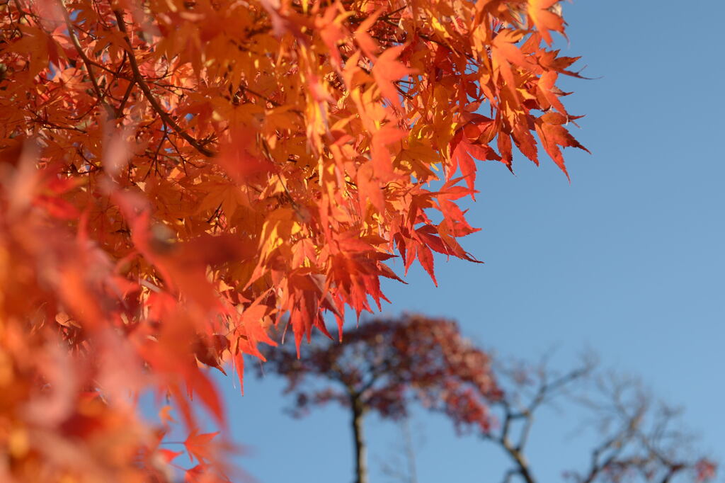 秋 の 色 －2　引出から