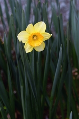 花から花へースイセン