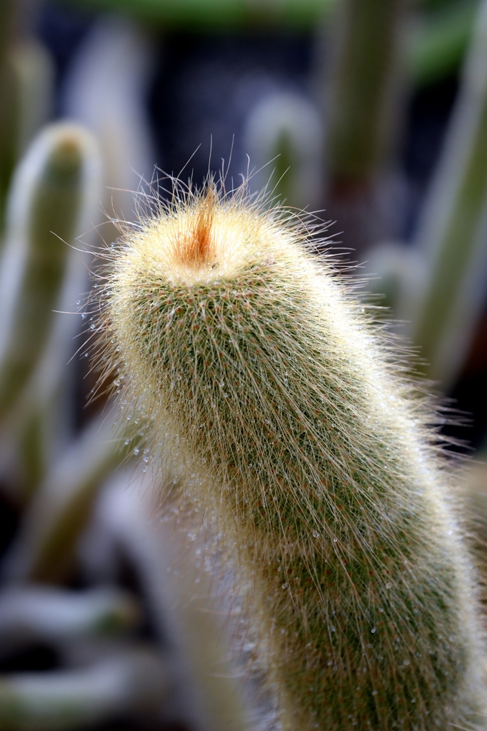 サボテン温室でー1