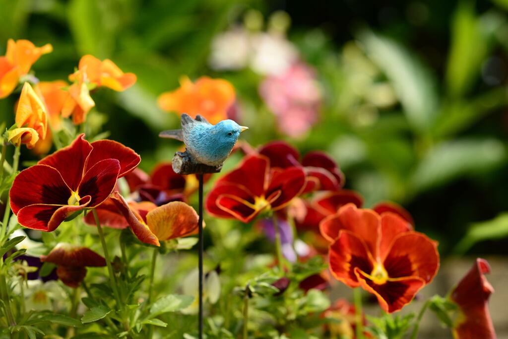 ご近所の花―２