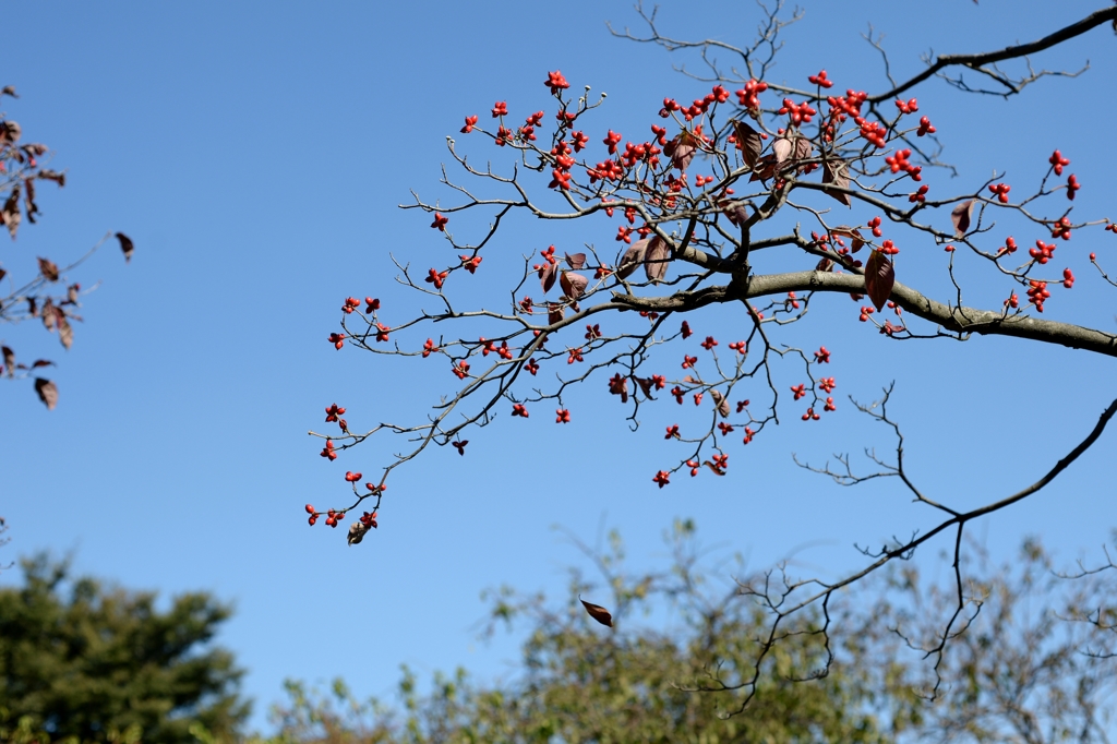 心地よい秋ーｃ