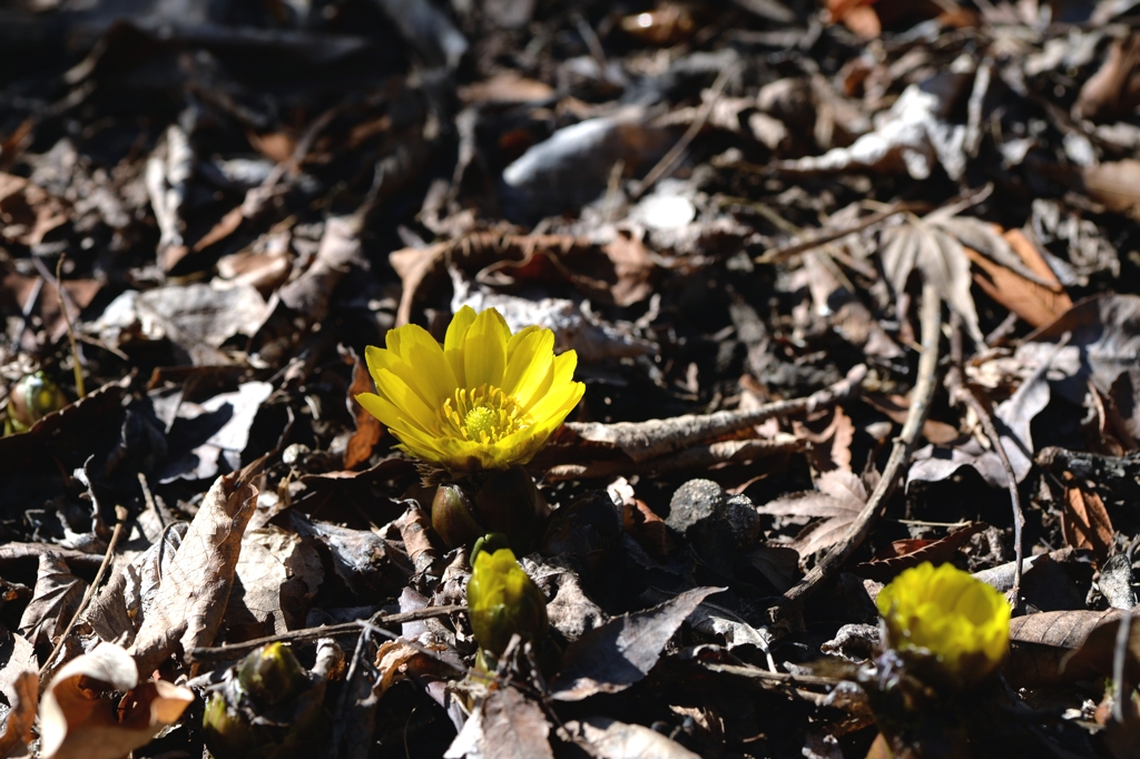 想定より早く　　　福寿草