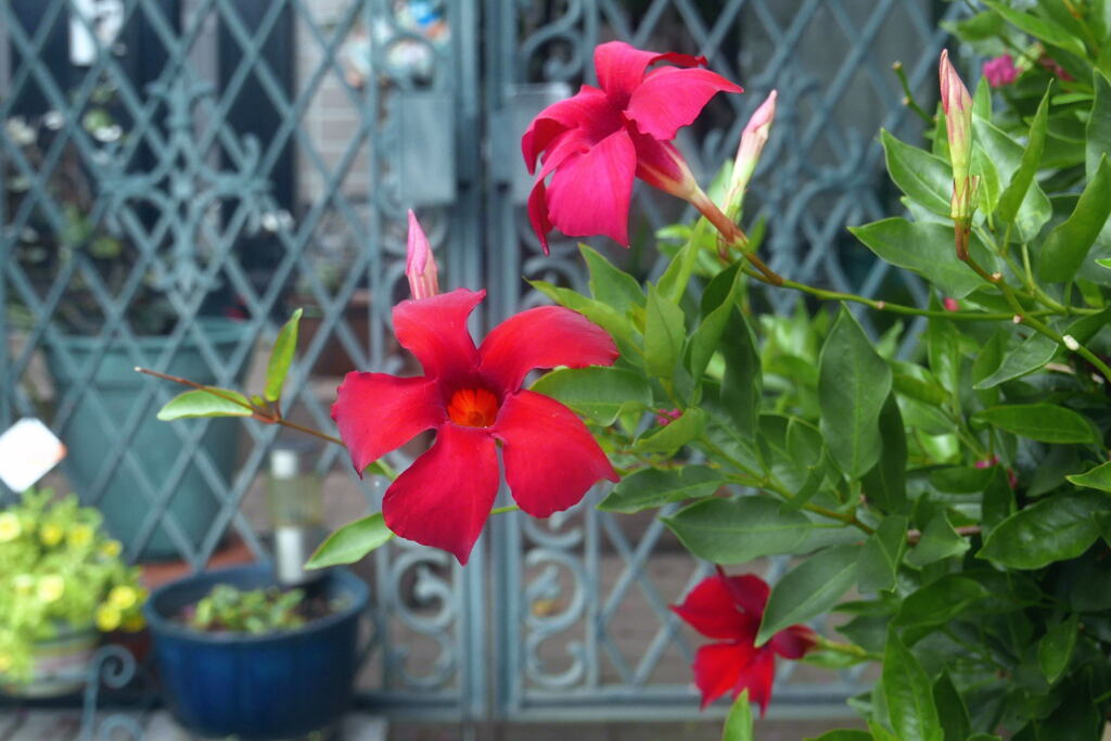  ご近所の花ー2