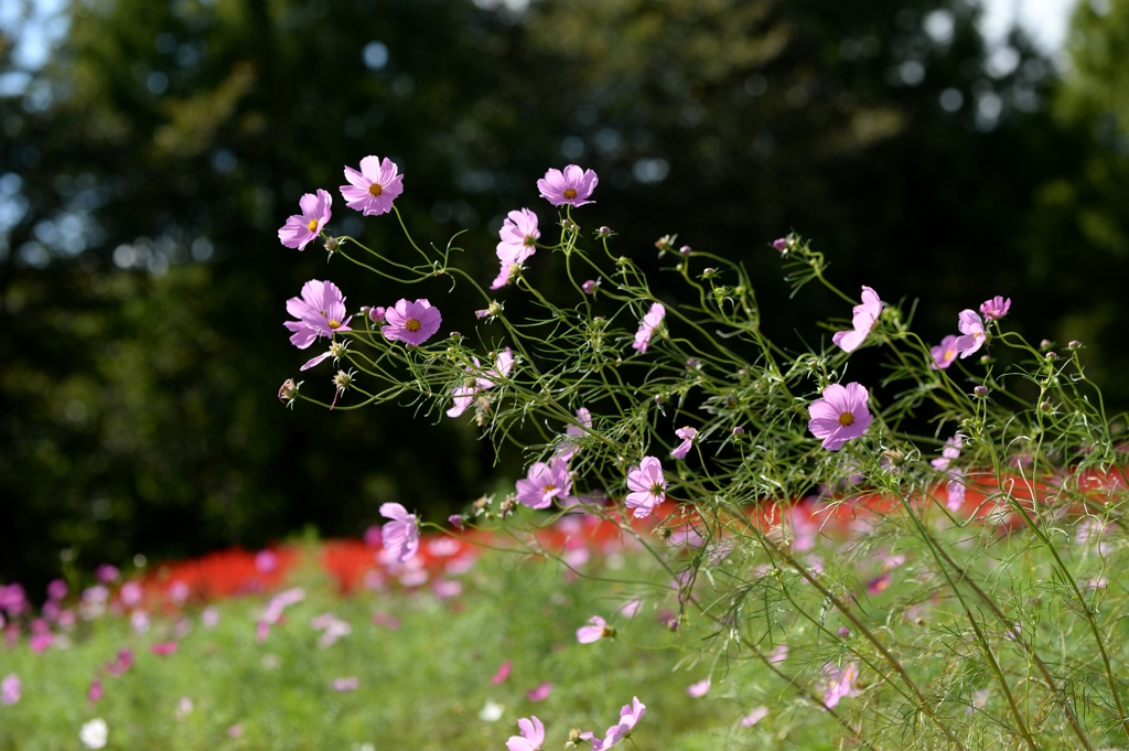 花の丘ー1