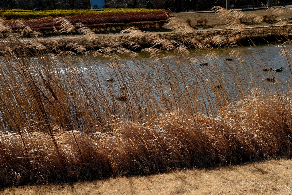 寒風に負けないでー1