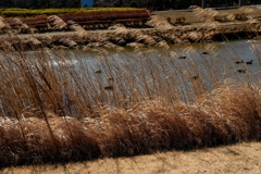 寒風に負けないでー1