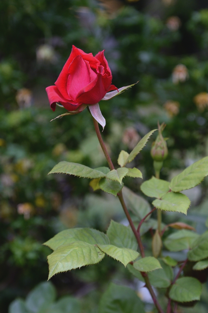 上野公園でー１