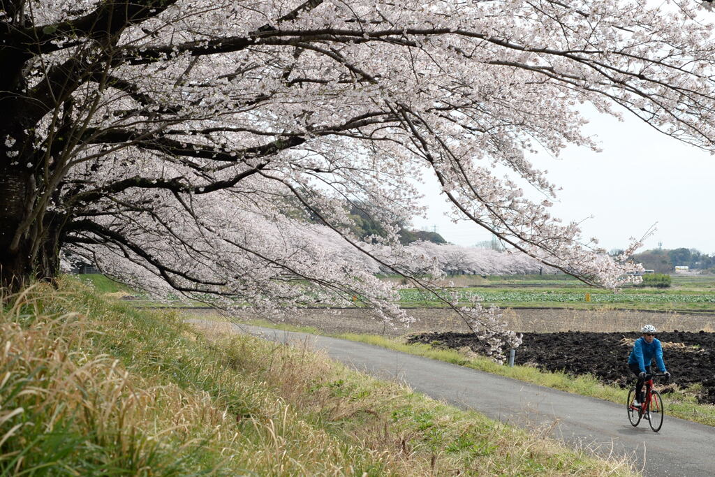 見沼代用水路のサクラ—1