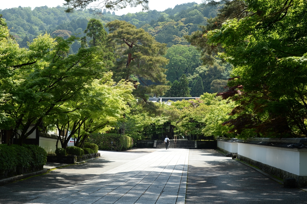 新緑の永観堂（京都）－1