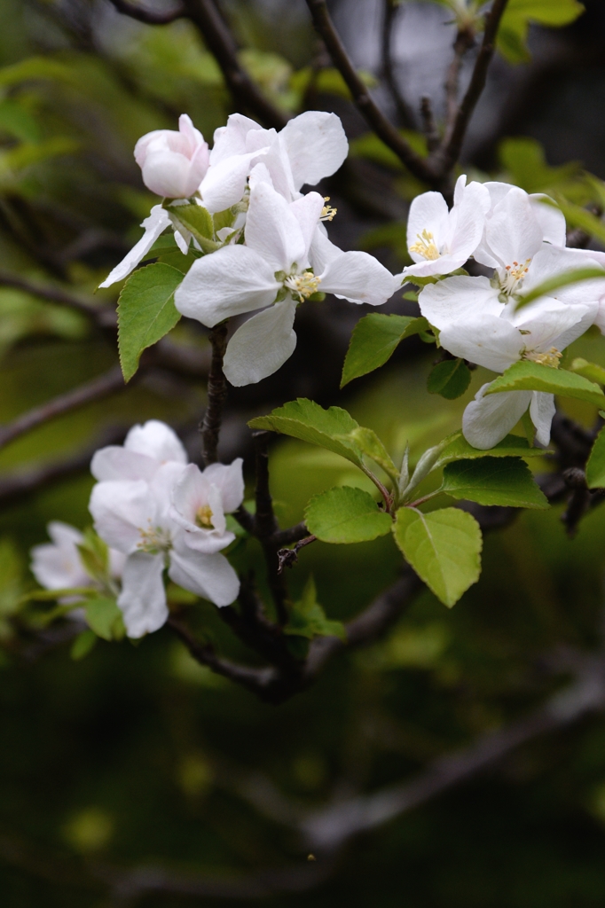 春の花ーリンゴ