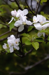 春の花ーリンゴ
