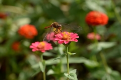 飛べるといいねー3