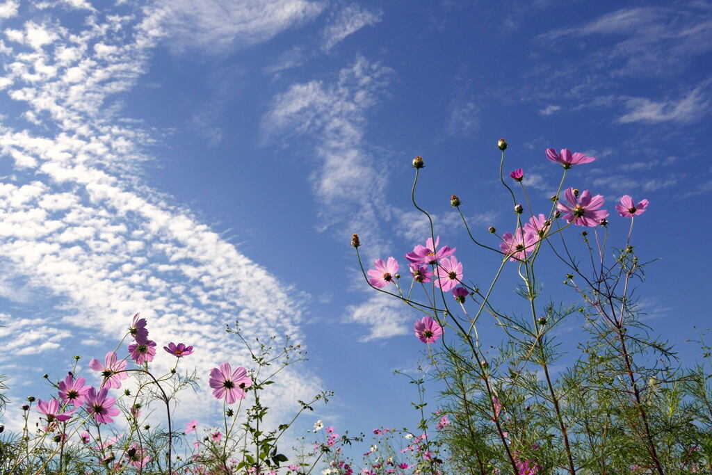 秋の空—1