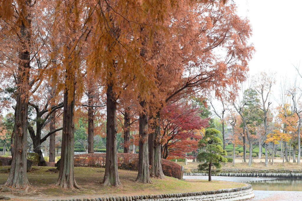 師走の公園―２