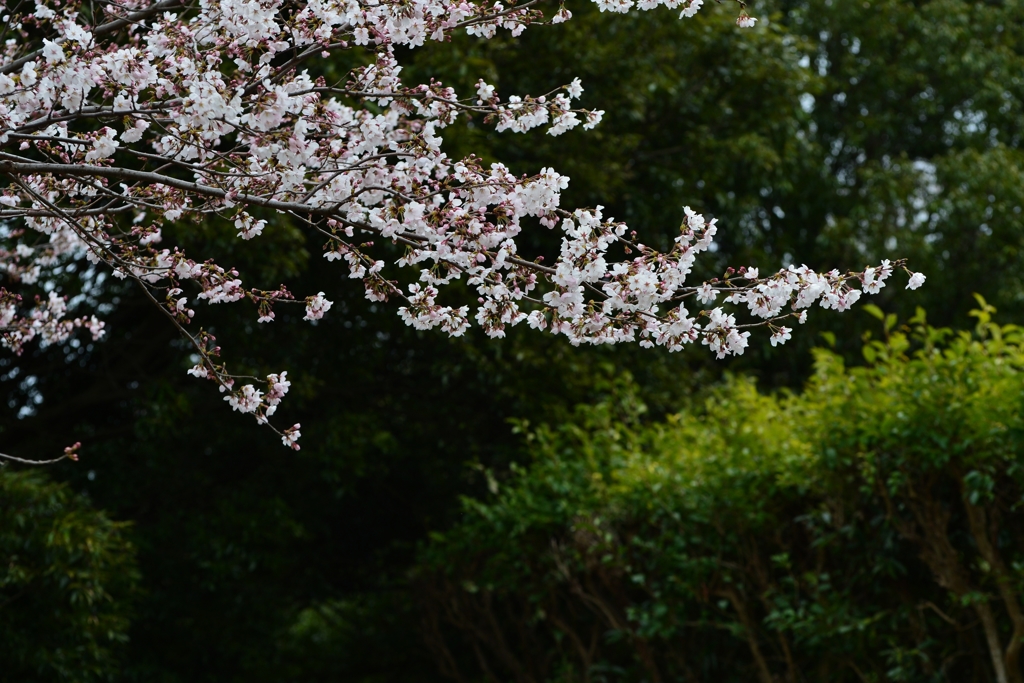 花は見頃にー1