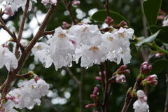 春　雨－１