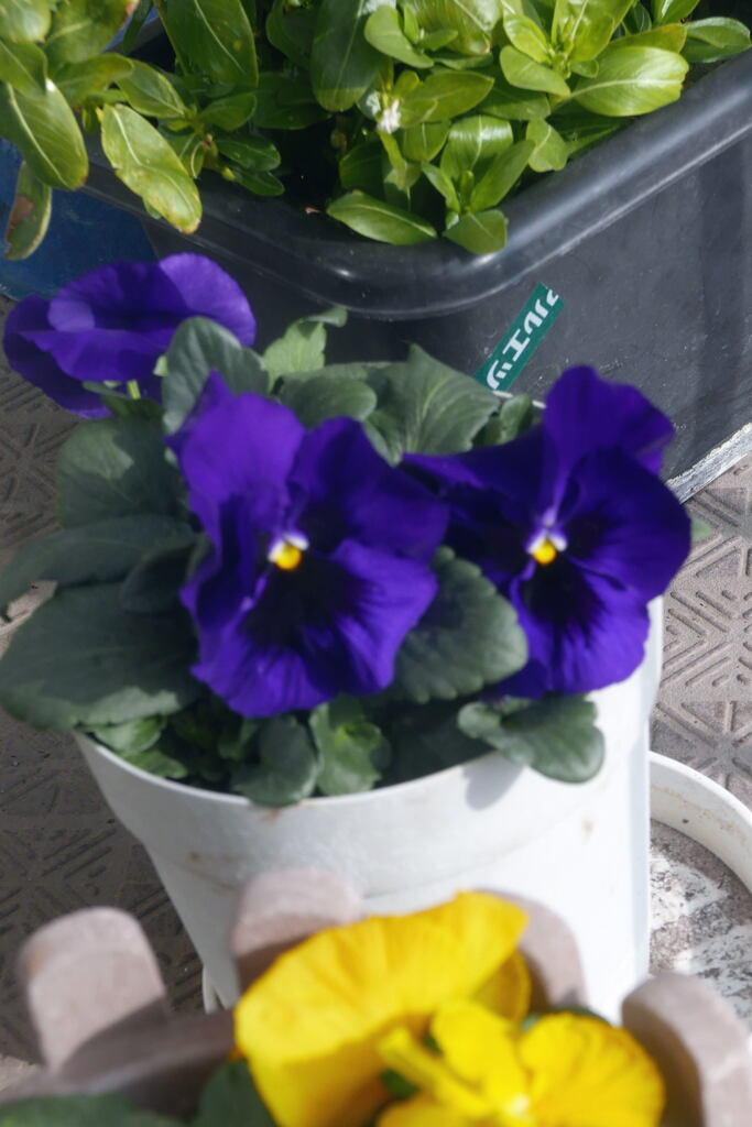  ベランダ から ー2