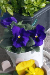  ベランダ から ー2