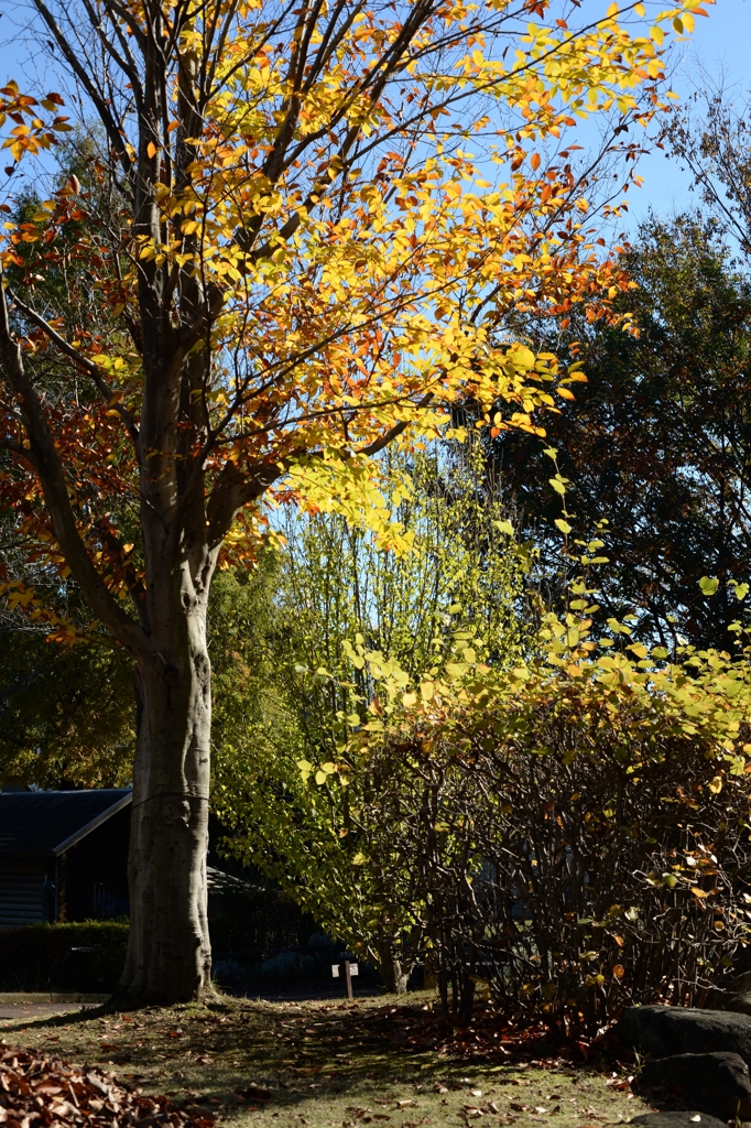 遠ざかる秋の光ーA