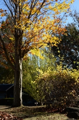 遠ざかる秋の光ーA