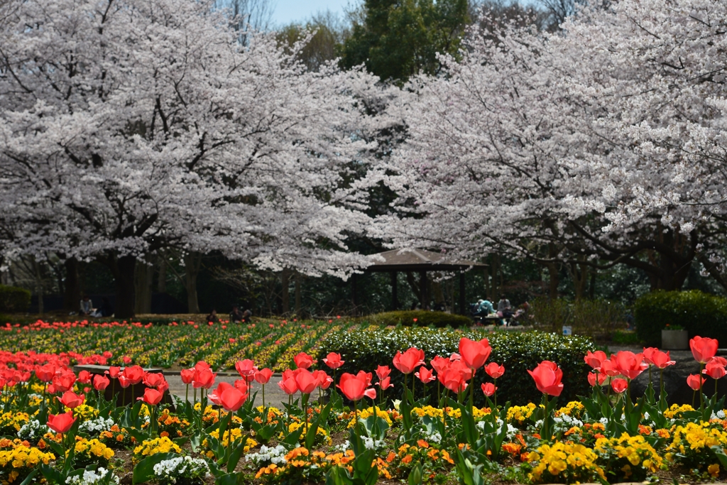 恵まれた　お花見　－2