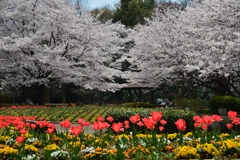 恵まれた　お花見　－2