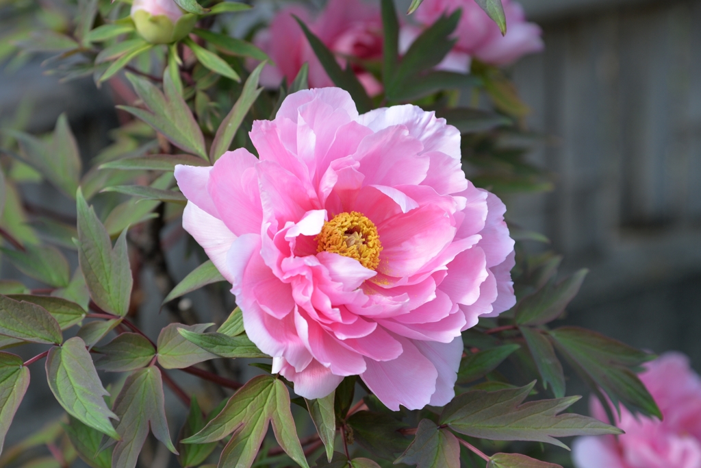 今年も会えて　安心　－1