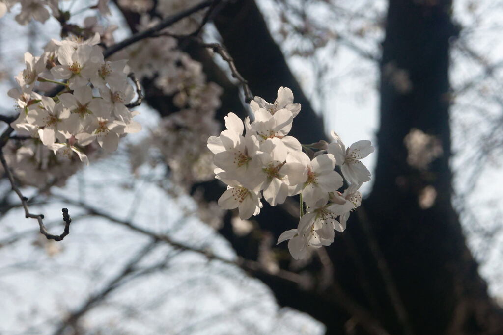  一気に 満開  ー1