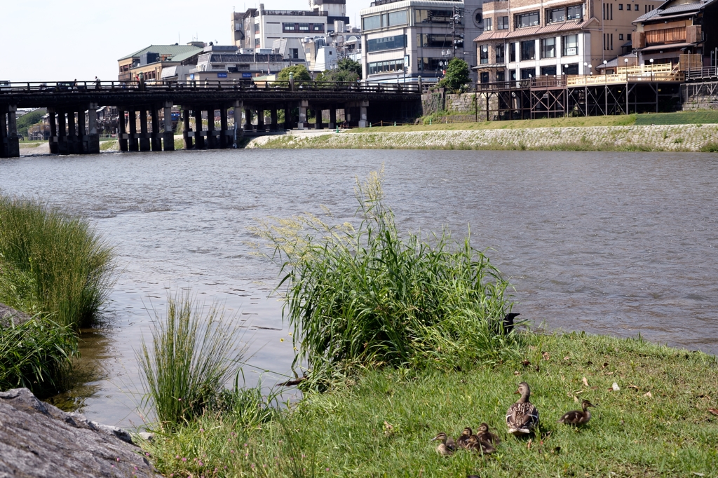 見張る（鴨川）ー1