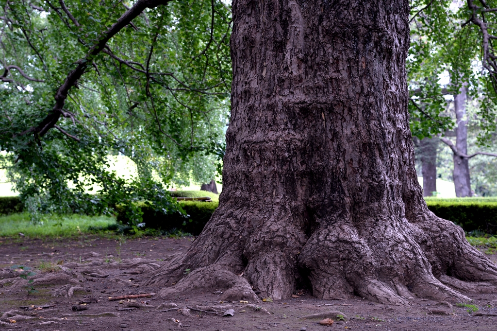 新宿御苑の樹